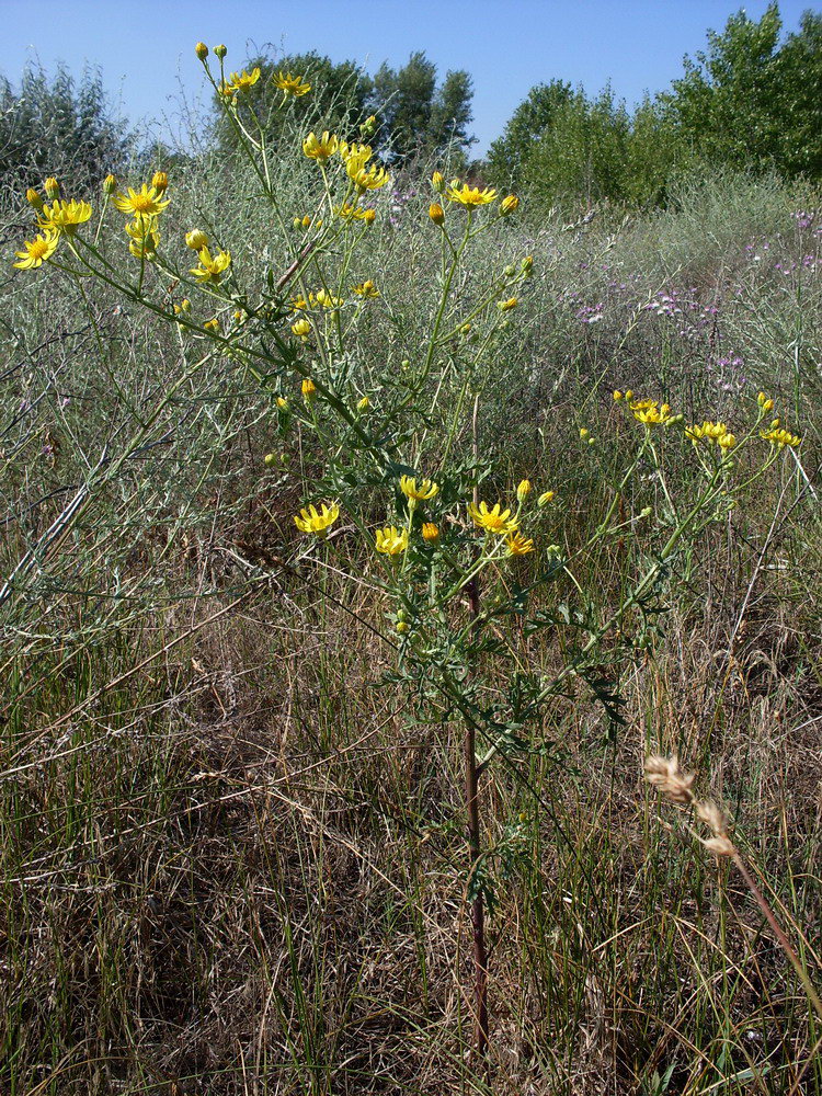 Image of Senecio borysthenicus specimen.