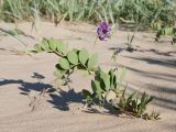 Lathyrus japonicus подвид pubescens. Цветущее растение. Ленинградская обл., побережье в р-не пос. Большая Ижора, приморский пляж. 15.06.2013.