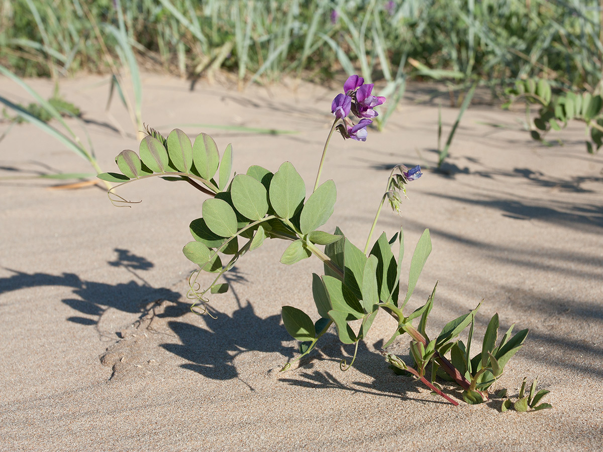 Image of Lathyrus japonicus ssp. pubescens specimen.