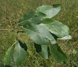 Image of taxon representative. Author is Андрей Комраков