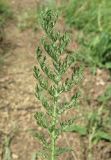 Achillea nobilis. Верхушка листа. Крым, Карадагский заповедник, ЮЗ склон горы Святая (Карадаг), дубовый шибляк, у тропы. 10 июля 2013 г.