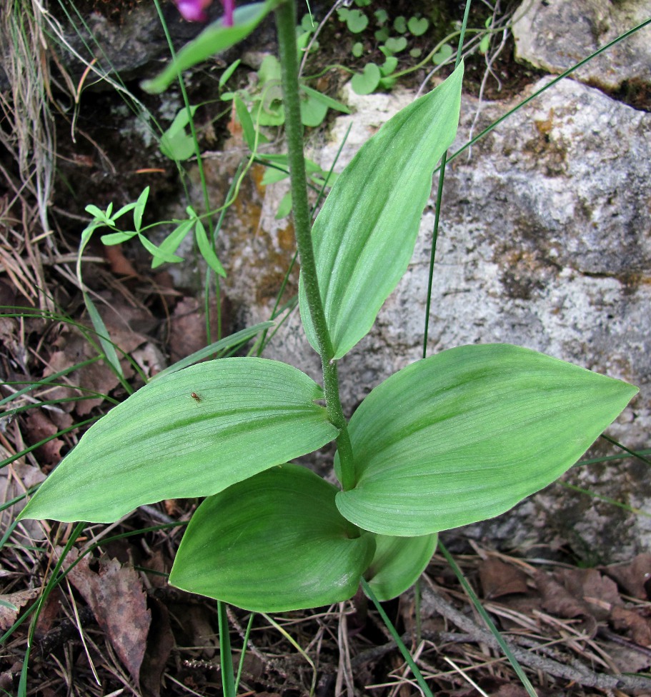 Изображение особи Epipactis atrorubens.