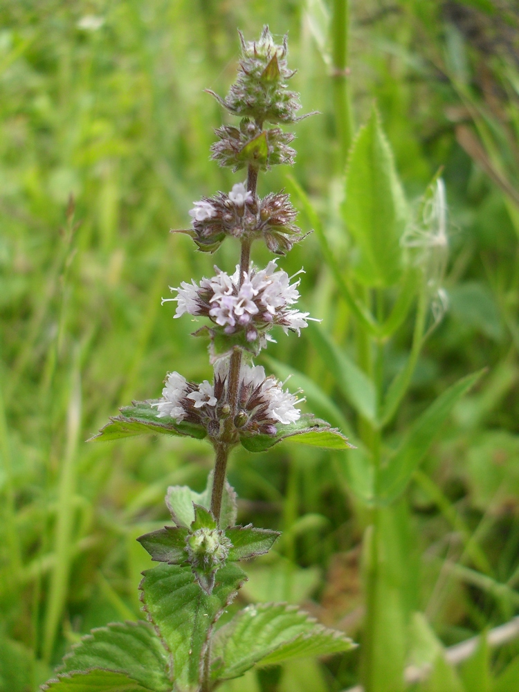 Image of Mentha &times; verticillata specimen.