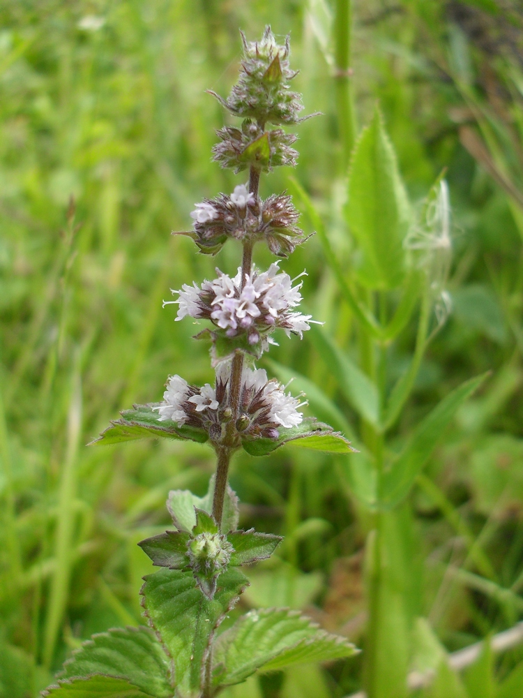 Изображение особи Mentha &times; verticillata.