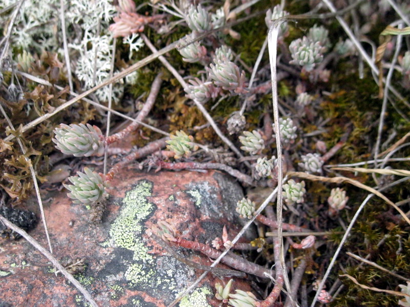 Image of Sedum reflexum specimen.