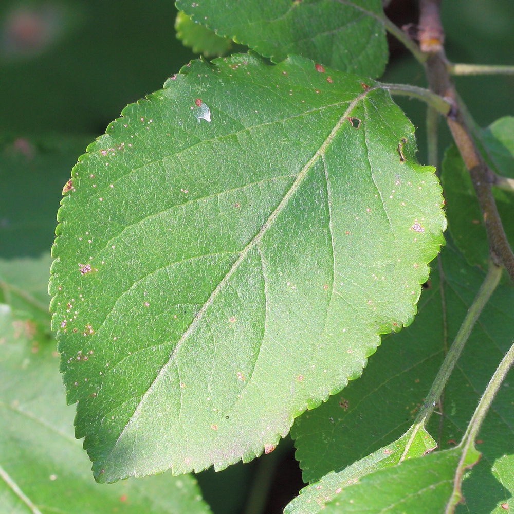 Изображение особи Malus domestica.