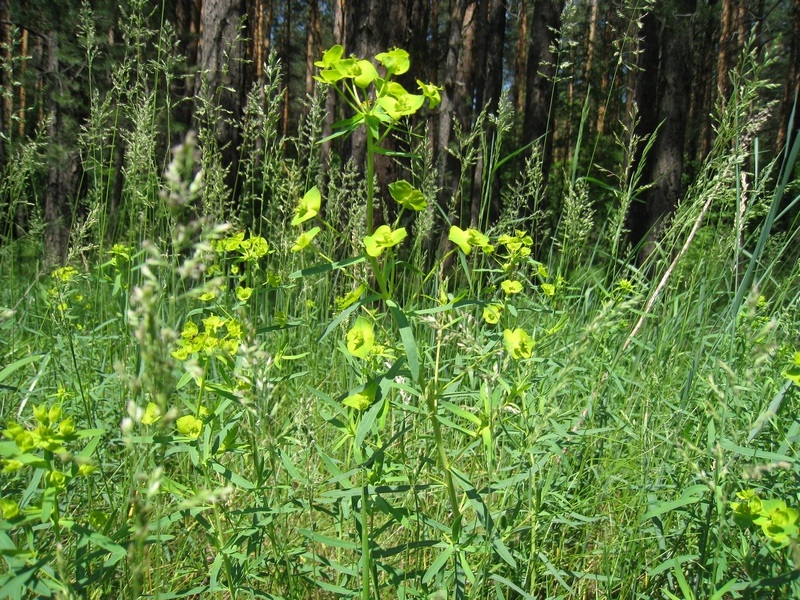 Изображение особи Euphorbia virgata.