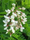 Robinia pseudoacacia