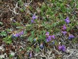 Oxytropis revoluta