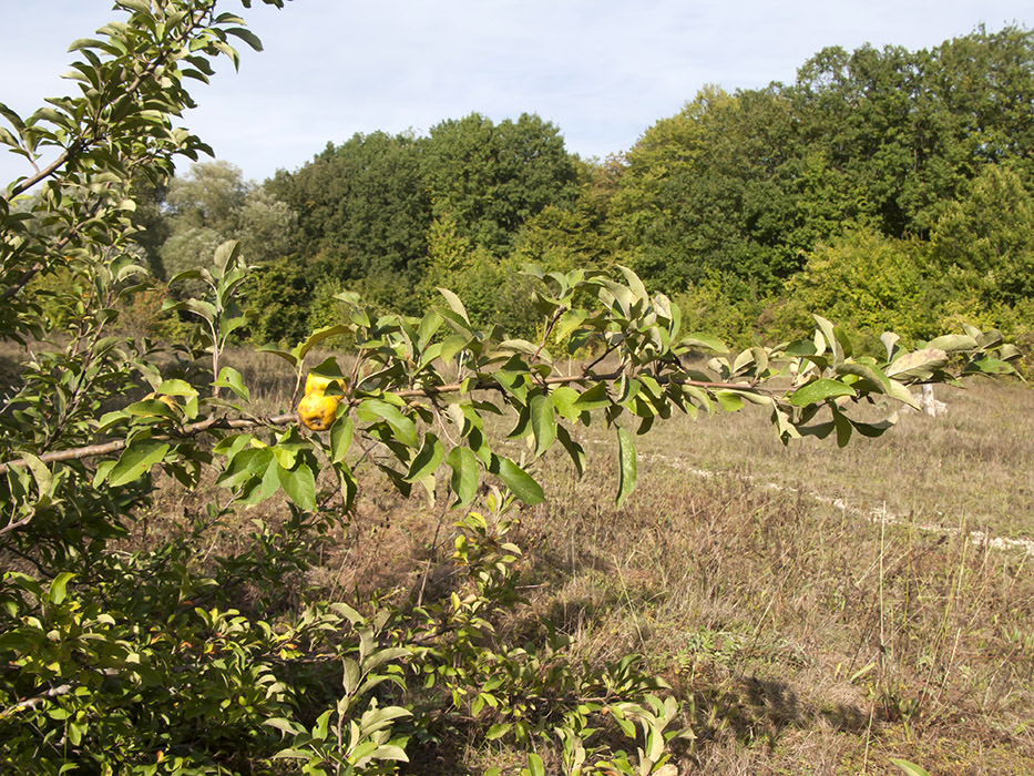 Изображение особи Malus sylvestris.