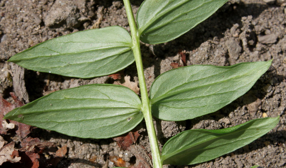 Изображение особи Polemonium caeruleum.