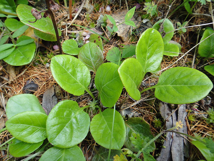 Image of Pyrola incarnata specimen.