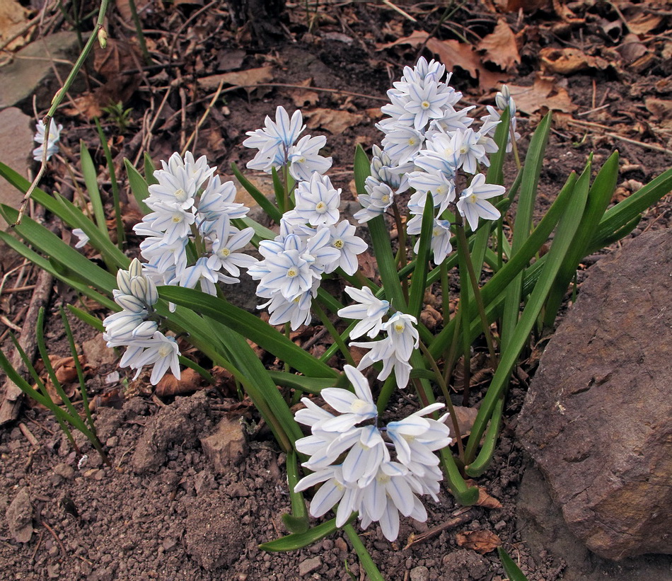 Image of Puschkinia scilloides specimen.