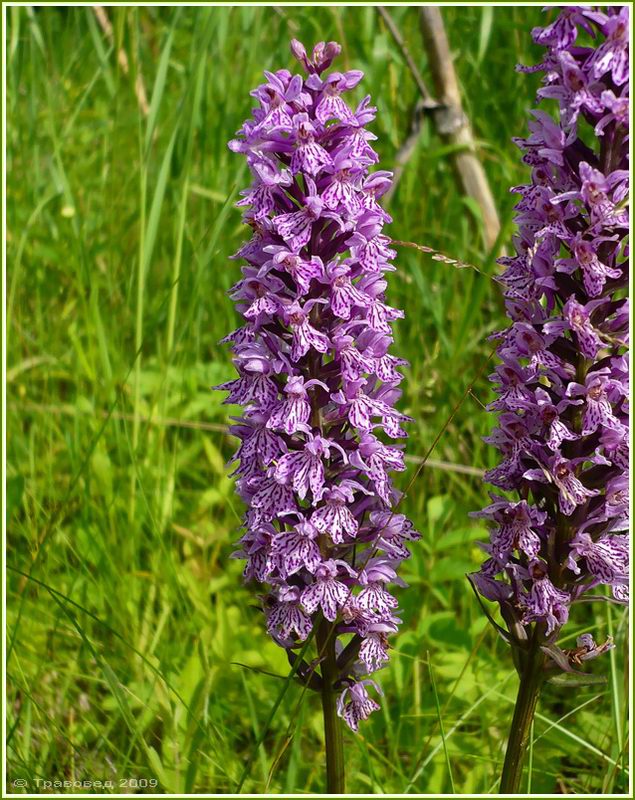 Image of Dactylorhiza fuchsii specimen.