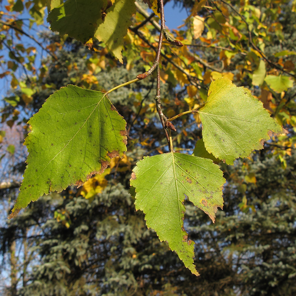 Изображение особи Betula pendula.