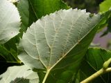 Tilia amurensis. Лист (вид снизу; видны бородки бурых волосков в углах жилок). Хабаровский край, Ванинский р-н, долина р. Хуту, сухой дубняк на крутом каменистом склоне южной экспозиции. 10.07.2013.