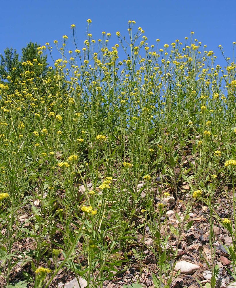 Изображение особи Sisymbrium loeselii.