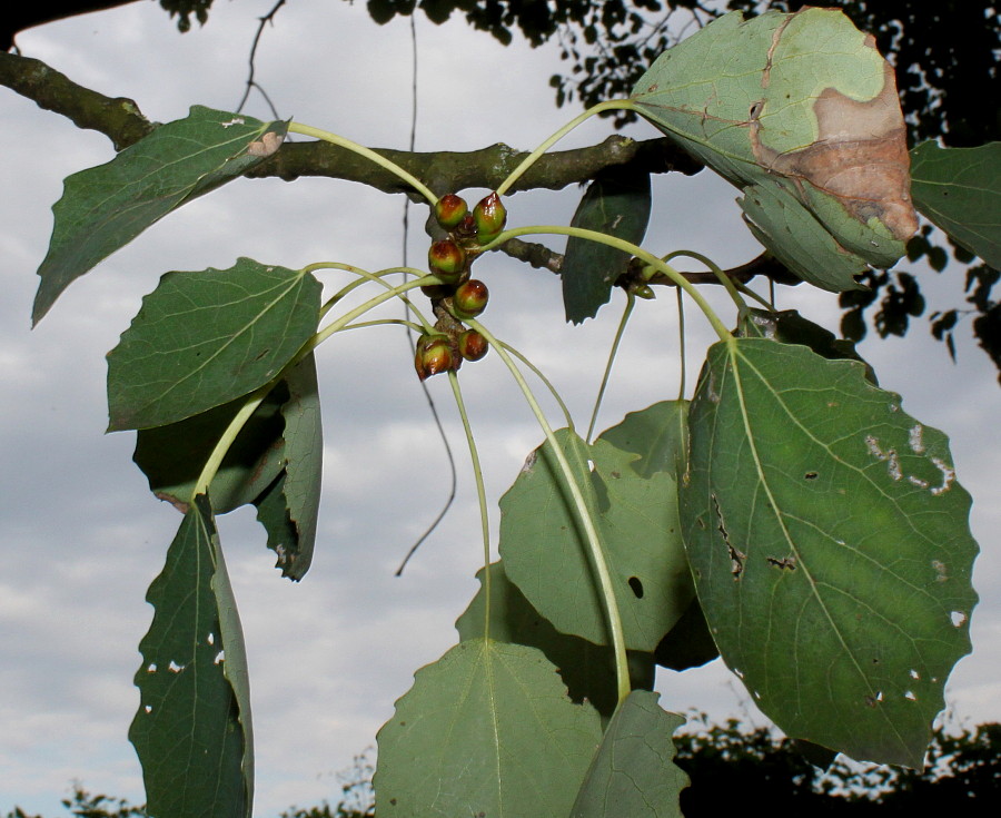 Изображение особи Populus tremula.