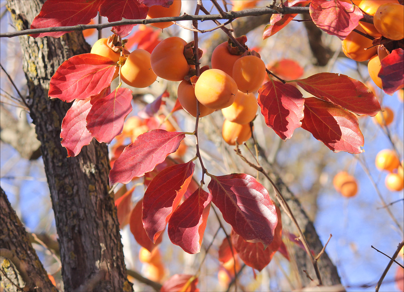 Изображение особи Diospyros kaki.