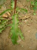 Rumex crispus