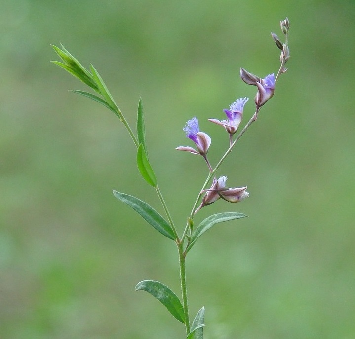 Изображение особи Polygala sibirica.