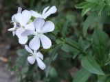 Saponaria officinalis