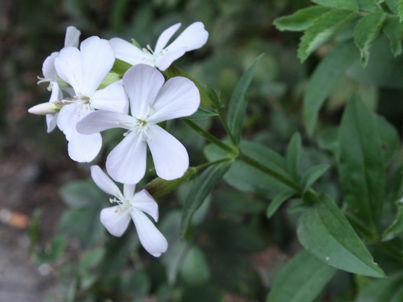 Изображение особи Saponaria officinalis.