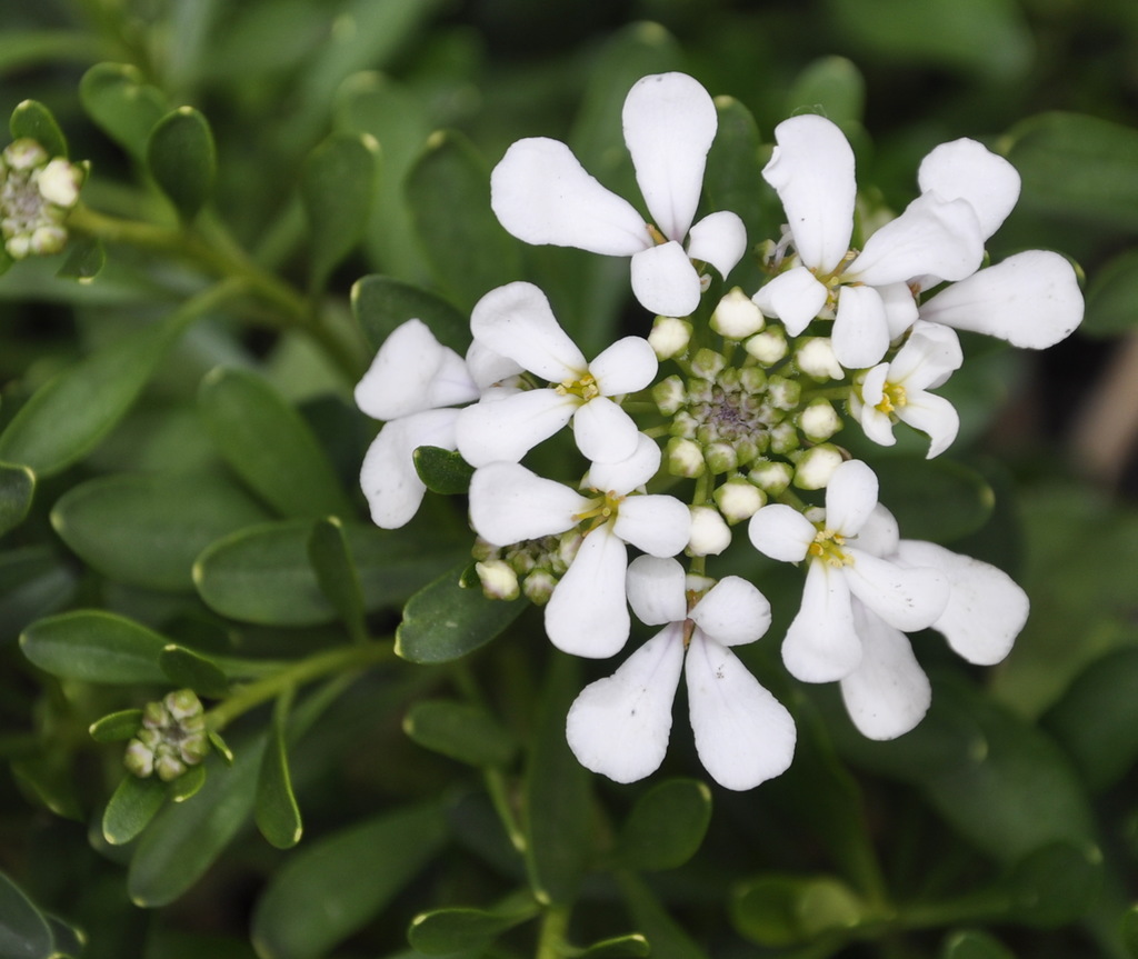 Изображение особи Iberis semperflorens.