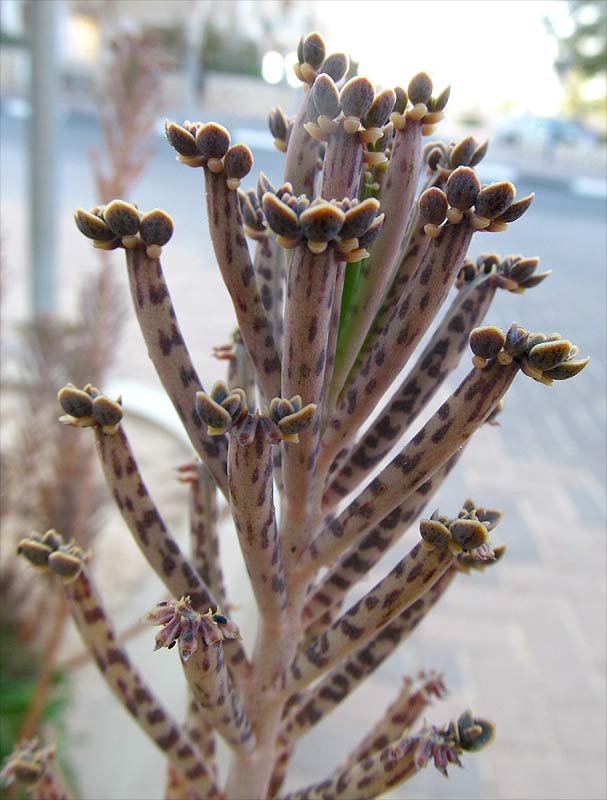 Image of Kalanchoe tubiflora specimen.
