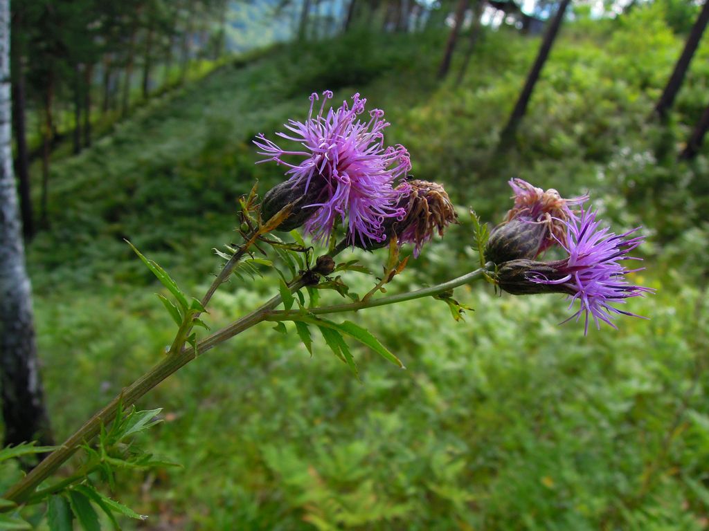 Изображение особи Serratula coronata.