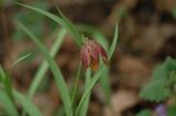 Fritillaria montana