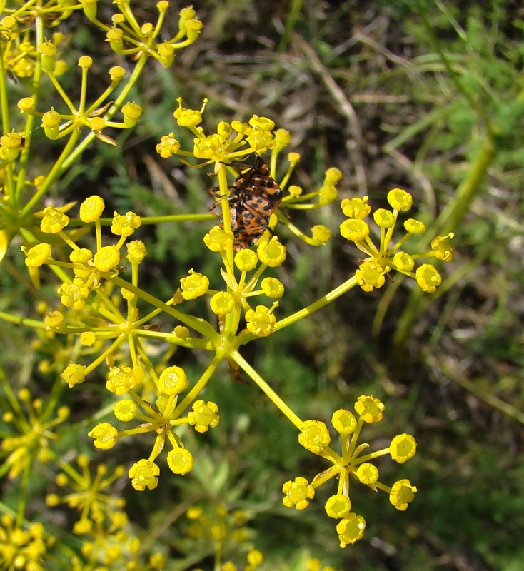 Image of Ferulago galbanifera specimen.