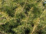 Juniperus rigida. Молодые побеги. Приморский край, Уссурийский р-н, с. Горнотаёжное. 05.05.2013.