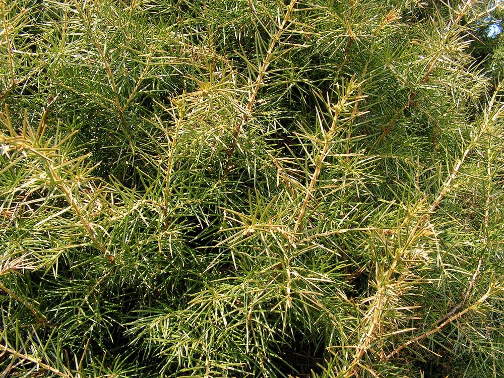 Image of Juniperus rigida specimen.