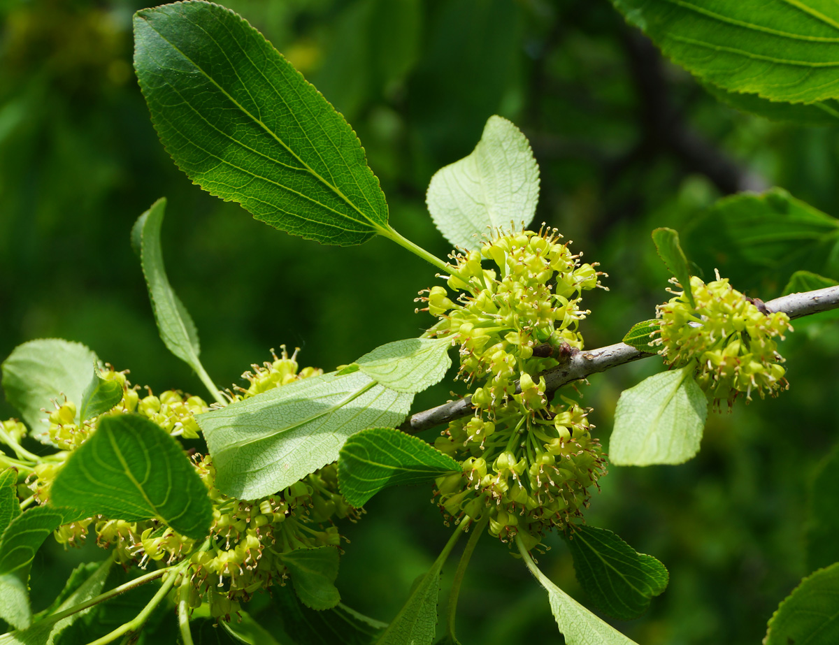 Изображение особи Rhamnus cathartica.