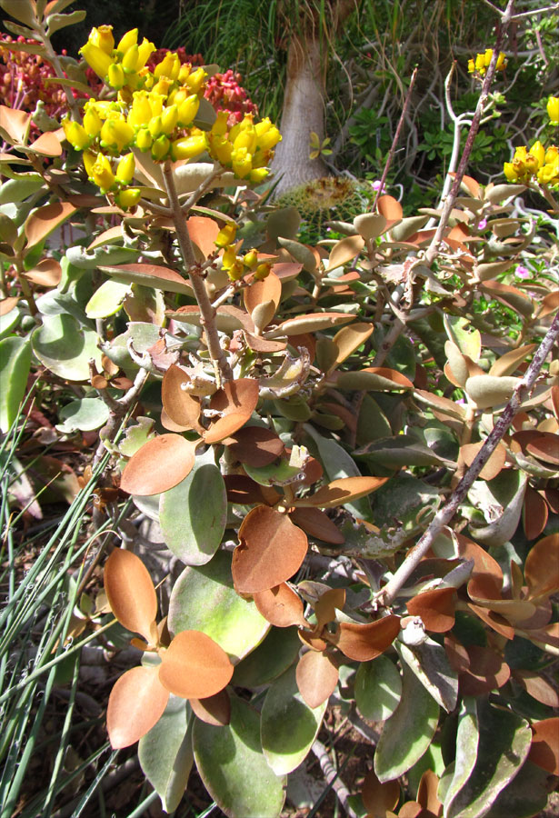 Image of Kalanchoe orgyalis specimen.