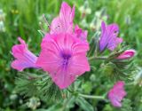 Echium plantagineum