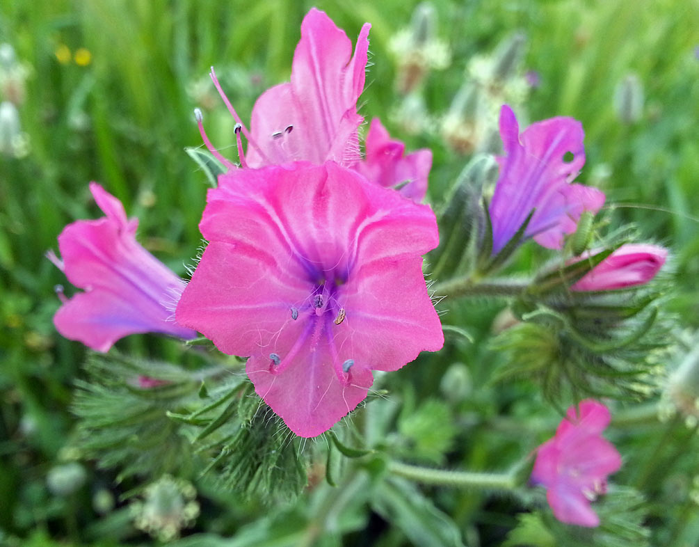 Изображение особи Echium plantagineum.