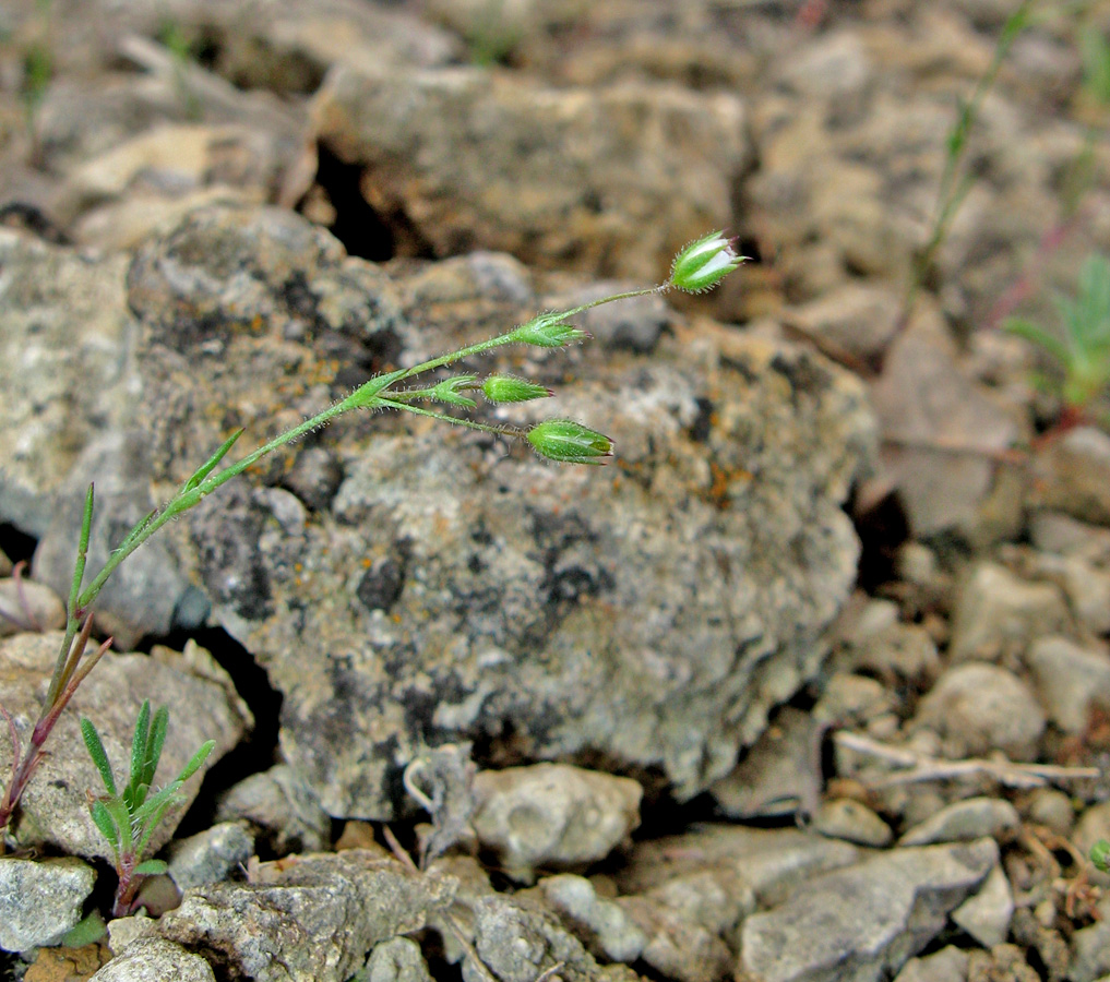 Image of Minuartia hybrida specimen.