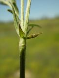 Astragalus onobrychis