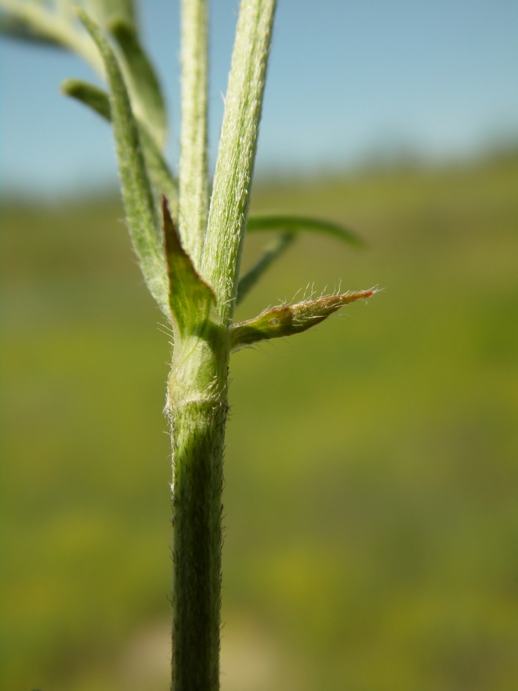 Изображение особи Astragalus onobrychis.