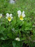 Viola arvensis