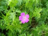 Geranium sanguineum