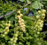 Ribes rubrum. Часть ветки с невызревшими соплодиями. Германия, г. Дюссельдорф, Ботанический сад университета. 02.06.2014.
