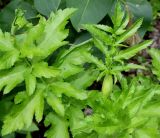 Pastinaca sativa. Верхушка побега и часть листа. Германия, г. Дюссельдорф, Ботанический сад университета. 02.06.2014.
