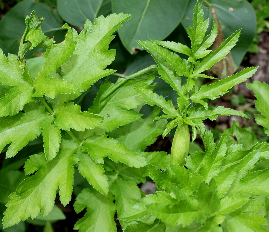 Image of Pastinaca sativa specimen.