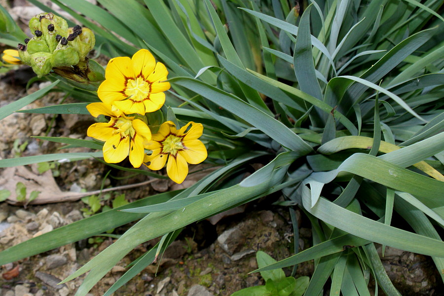 Изображение особи Sisyrinchium macrocarpum.