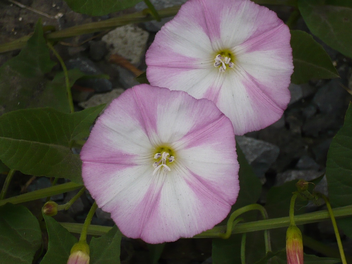 Изображение особи Convolvulus arvensis.