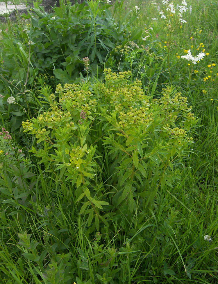 Изображение особи Euphorbia procera.