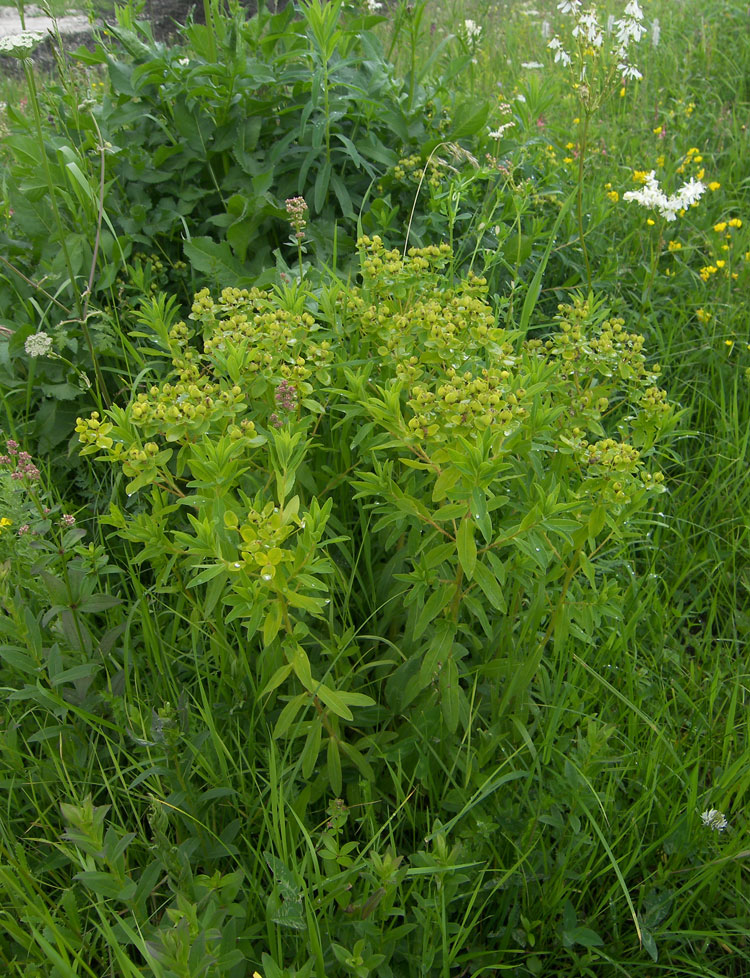 Image of Euphorbia procera specimen.